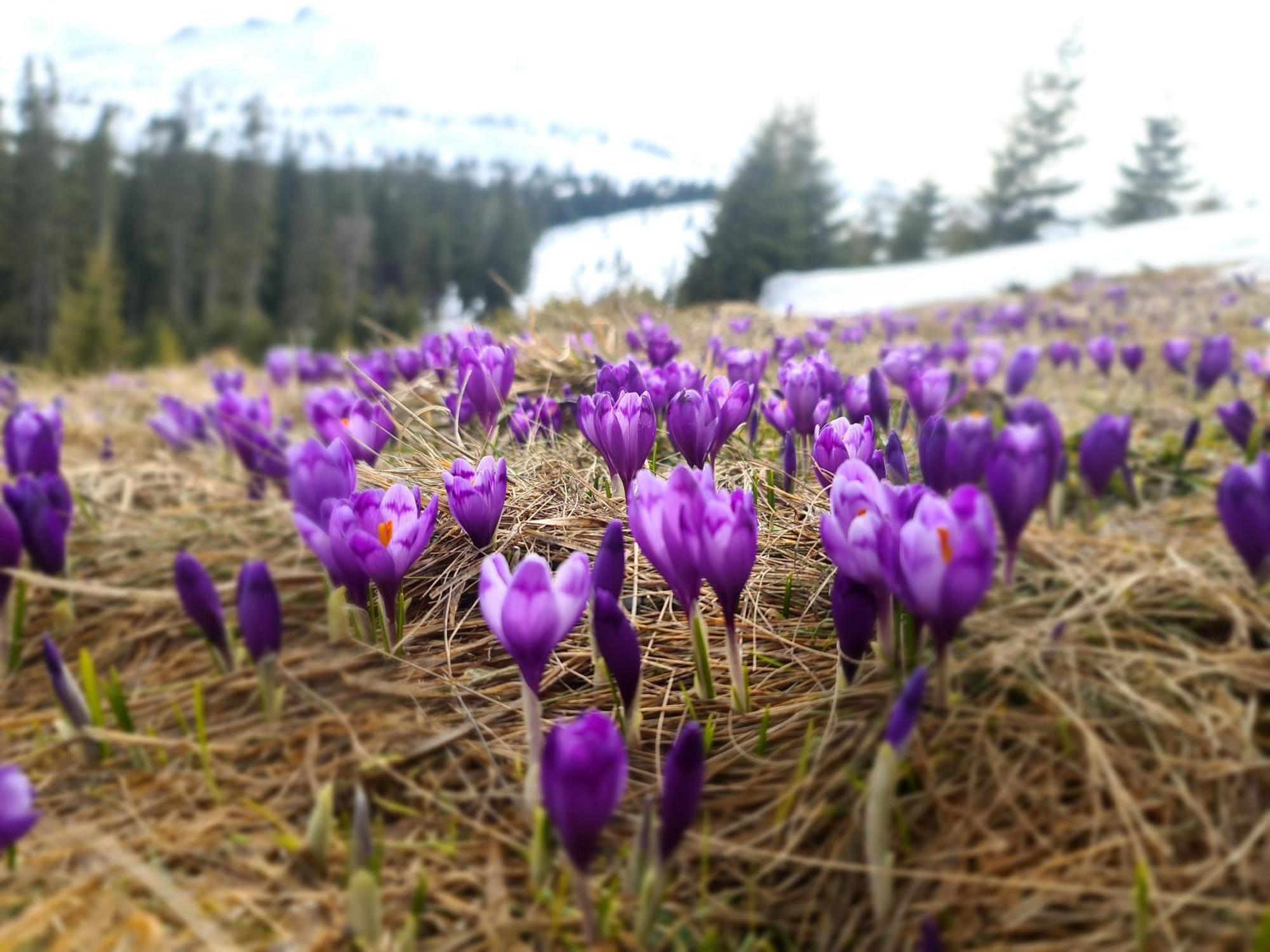 Hotel Alpin Eco & Wellness